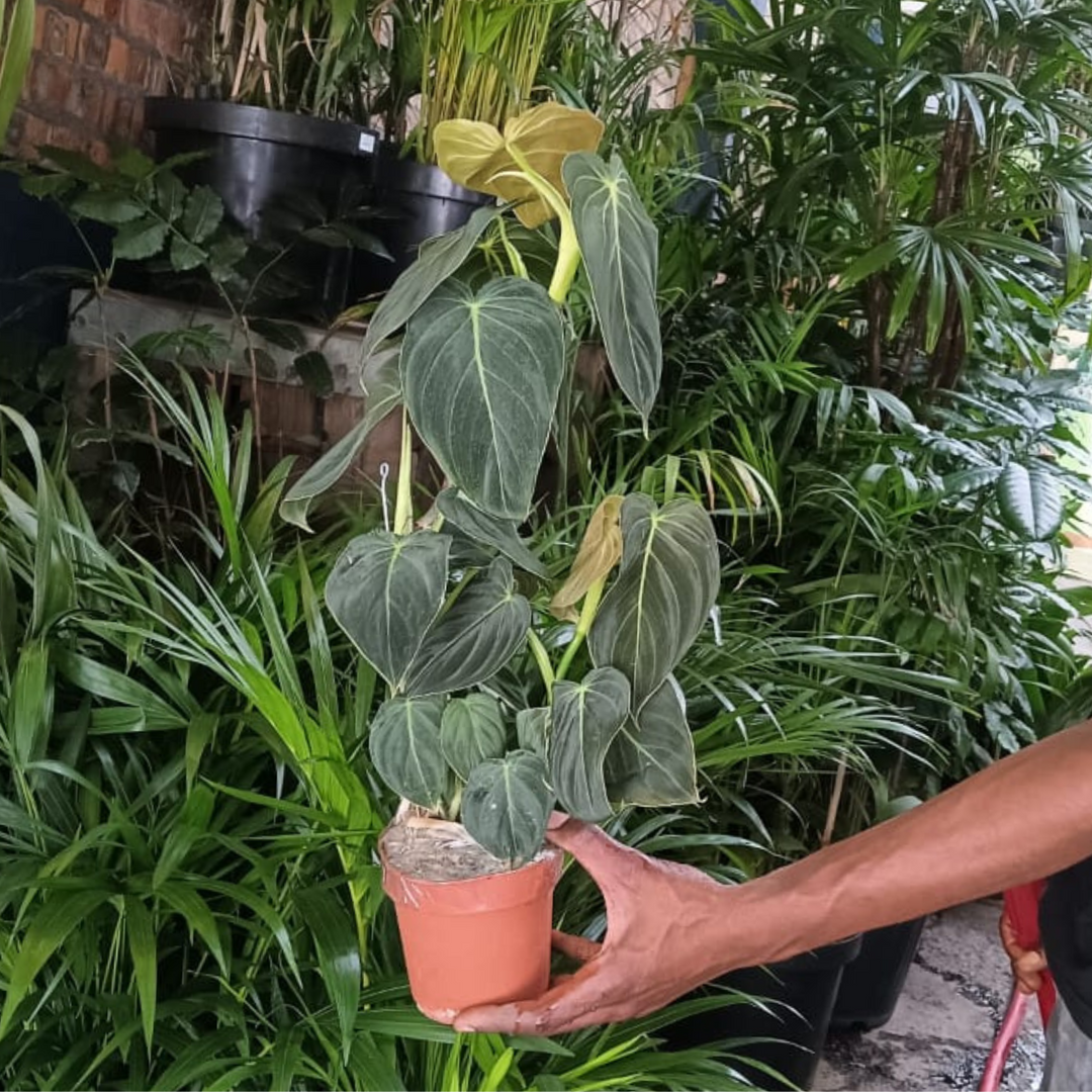 philodendron pink melanochrysum narrow plant Philodendron Melanochrysum