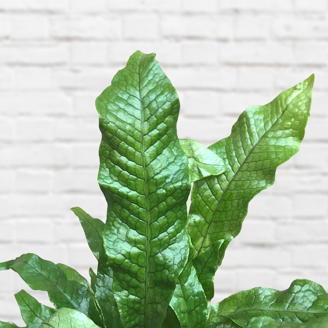 Crocodile Fern