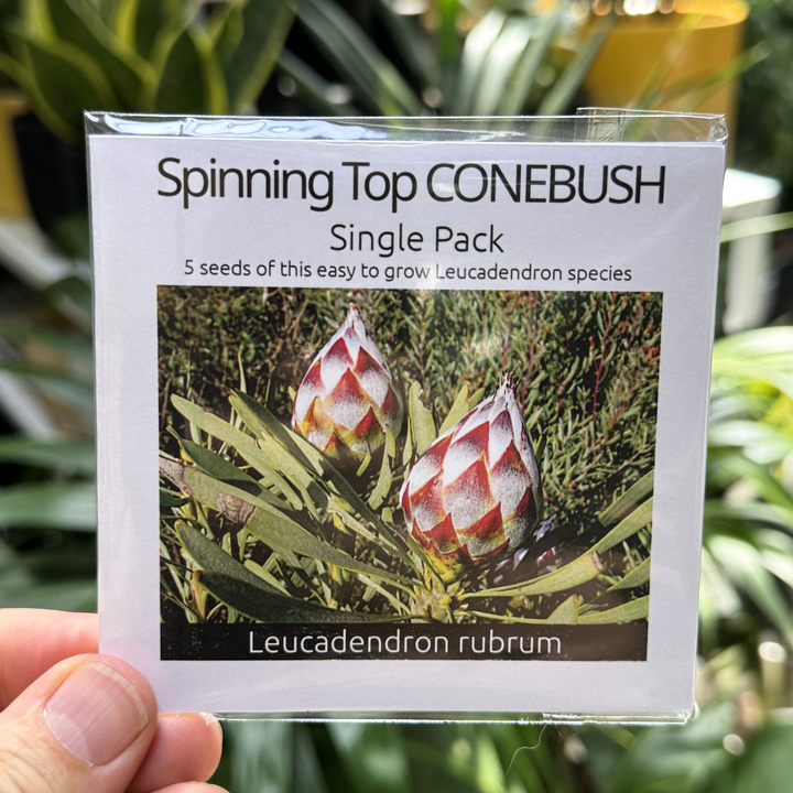 Spinning Top Conebush Seed Packet help up against foliage