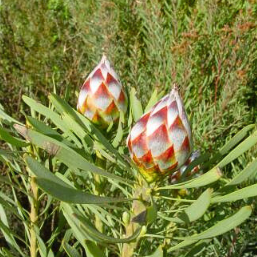 Female spinningtop conebush