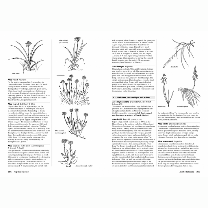 Succulent Flora of Southern Africa page showing various Aloe species illustrations and detailed descriptions.