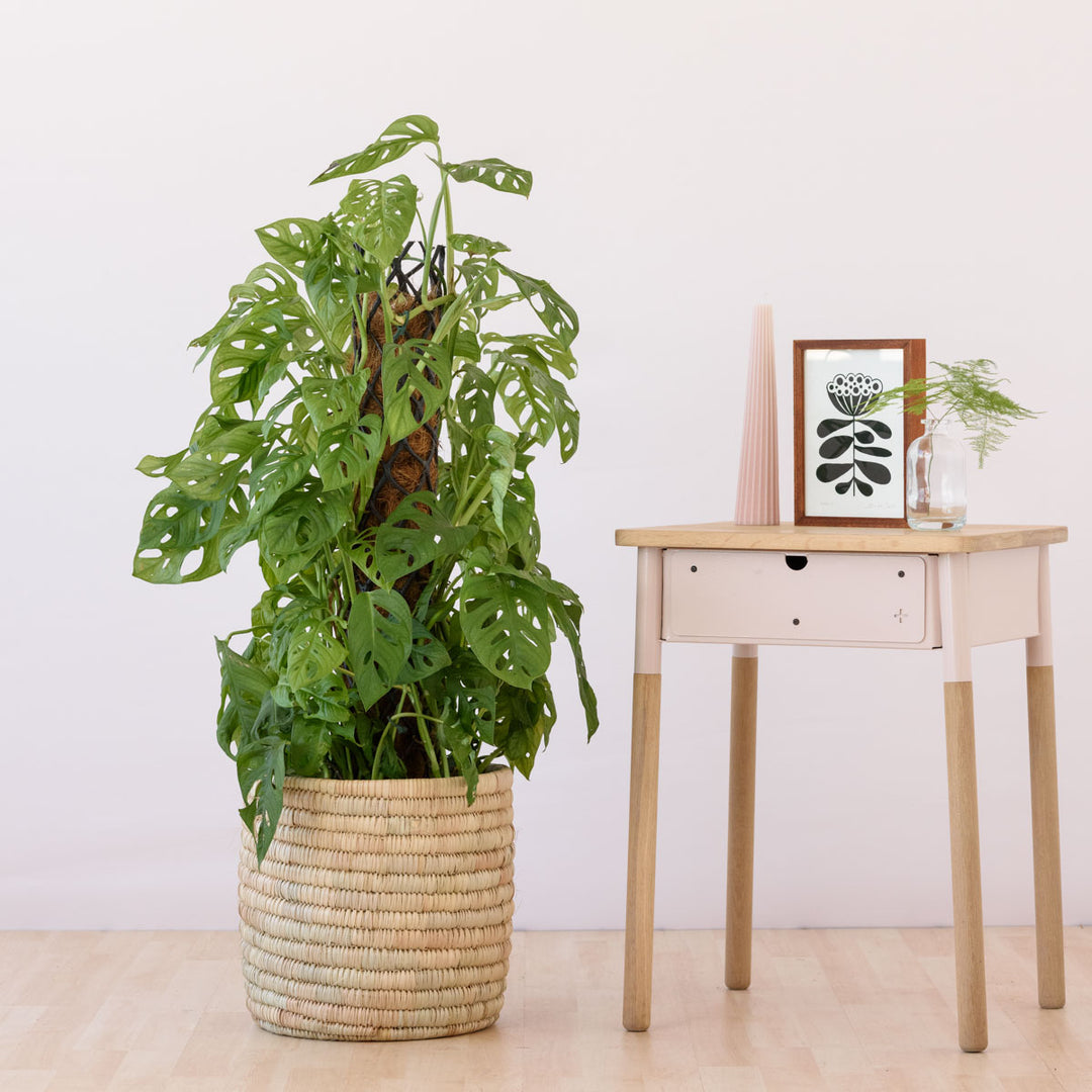 Swiss Cheese Plant - Mosspole - Shop Online!