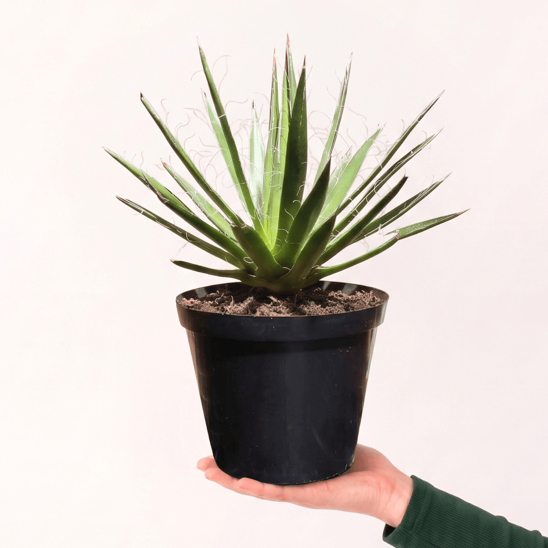 Thread Agave in a 15cm nursery pot, showcasing its unique threaded foliage and symmetrical shape.