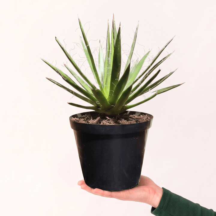 Thread Agave in a 15cm nursery pot, showcasing its unique threaded foliage and symmetrical shape.