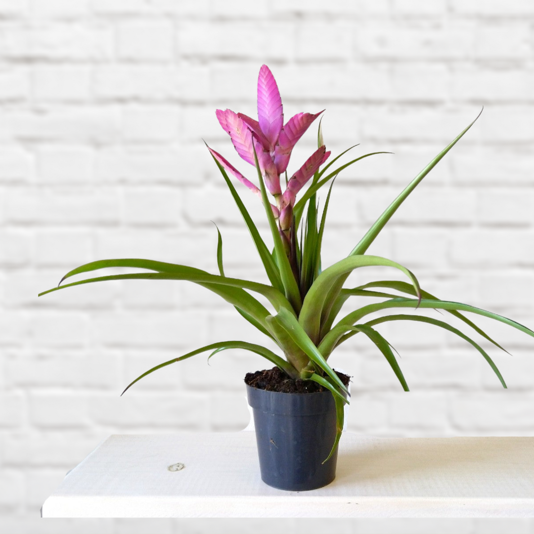 Tillandsia Andreas - Shop Online!