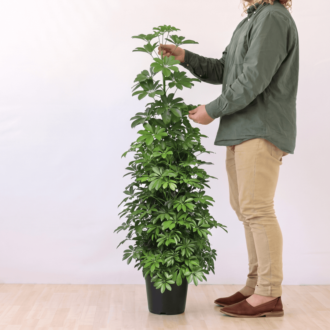 Large Umbrella Plant in Nursery Pot next to Man for scale