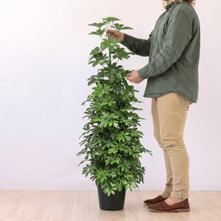 Large Umbrella Plant in Nursery Pot next to Man for scale