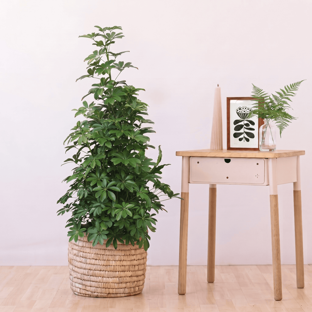 Large Lush Umbrella Plant on a Mosspole in a Palm Leaf Basket