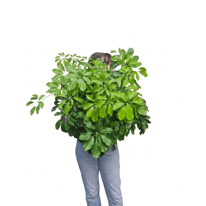 Girl holding lush umbrella plant for reference