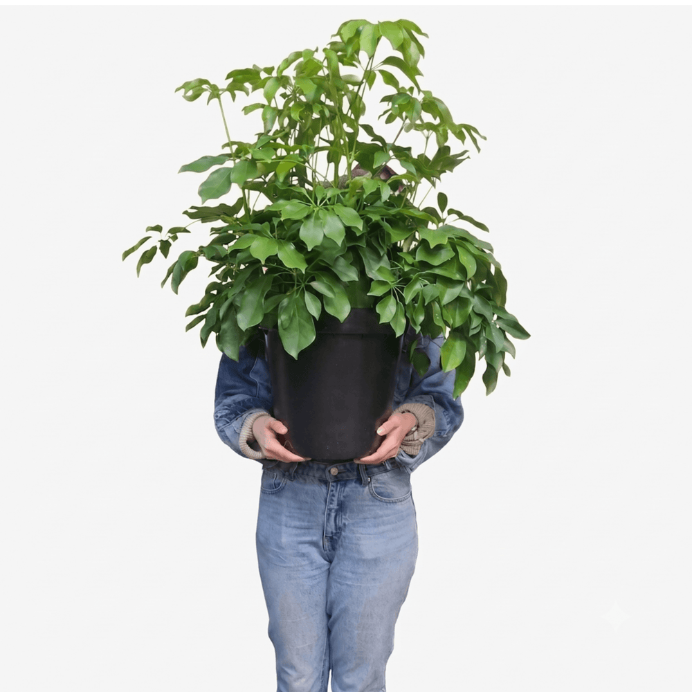 Women Holding Umbrella Plant upright for scale 