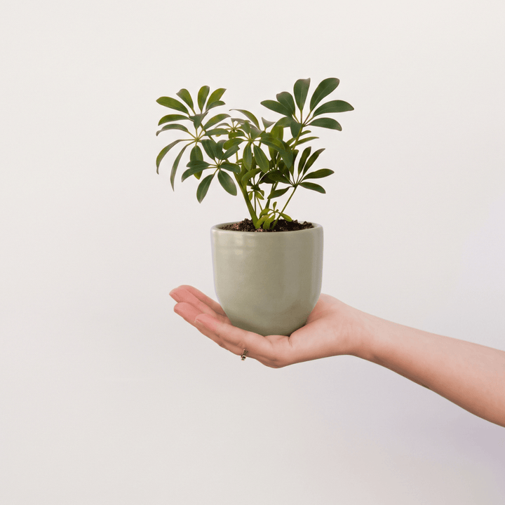 Umbrella Plant - Mini in a green pot held in a hand showcasing its beautiful fanning foliage.