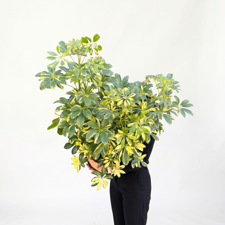 Umbrella Plant - Large