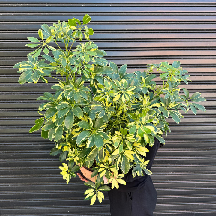 Umbrella Plant - Large