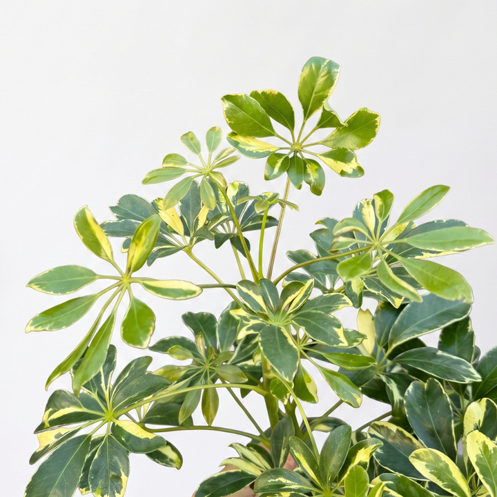 Umbrella Plant - Large