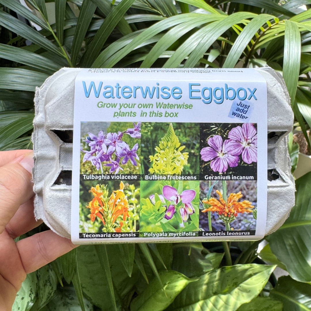 Waterwise Eggbox cover with images of each type of seed included