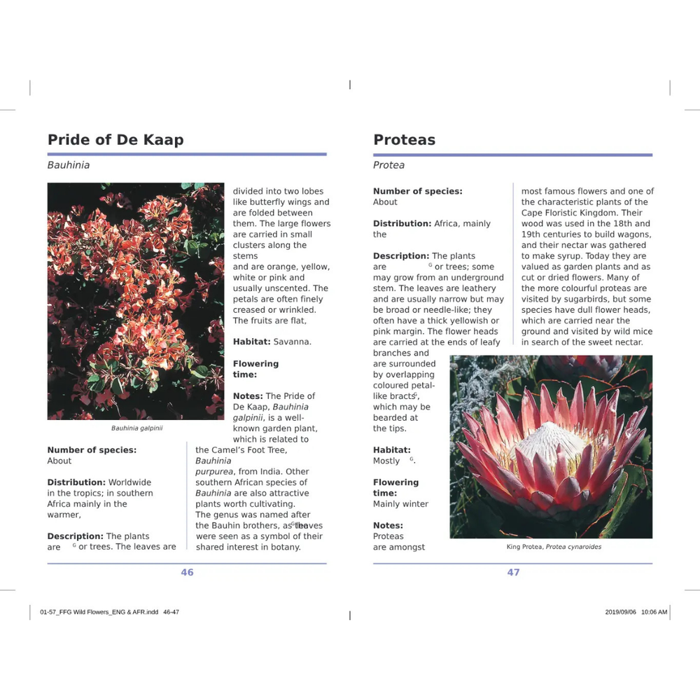 Page from a book or magazine featuring information on 'Pride of De Kaap' and 'Proteas'.