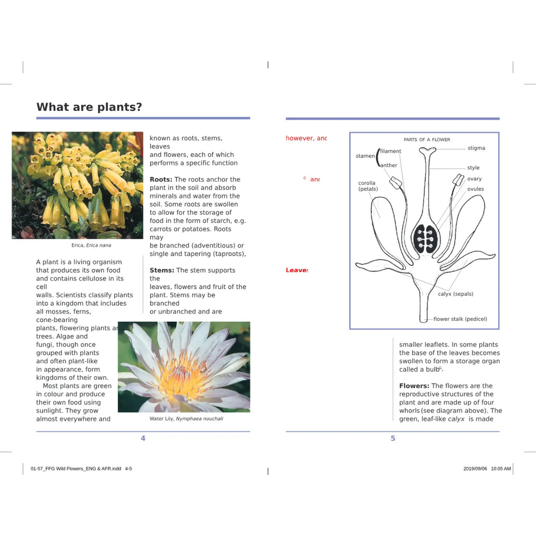 Educational page about plants with text and illustrations on a white background