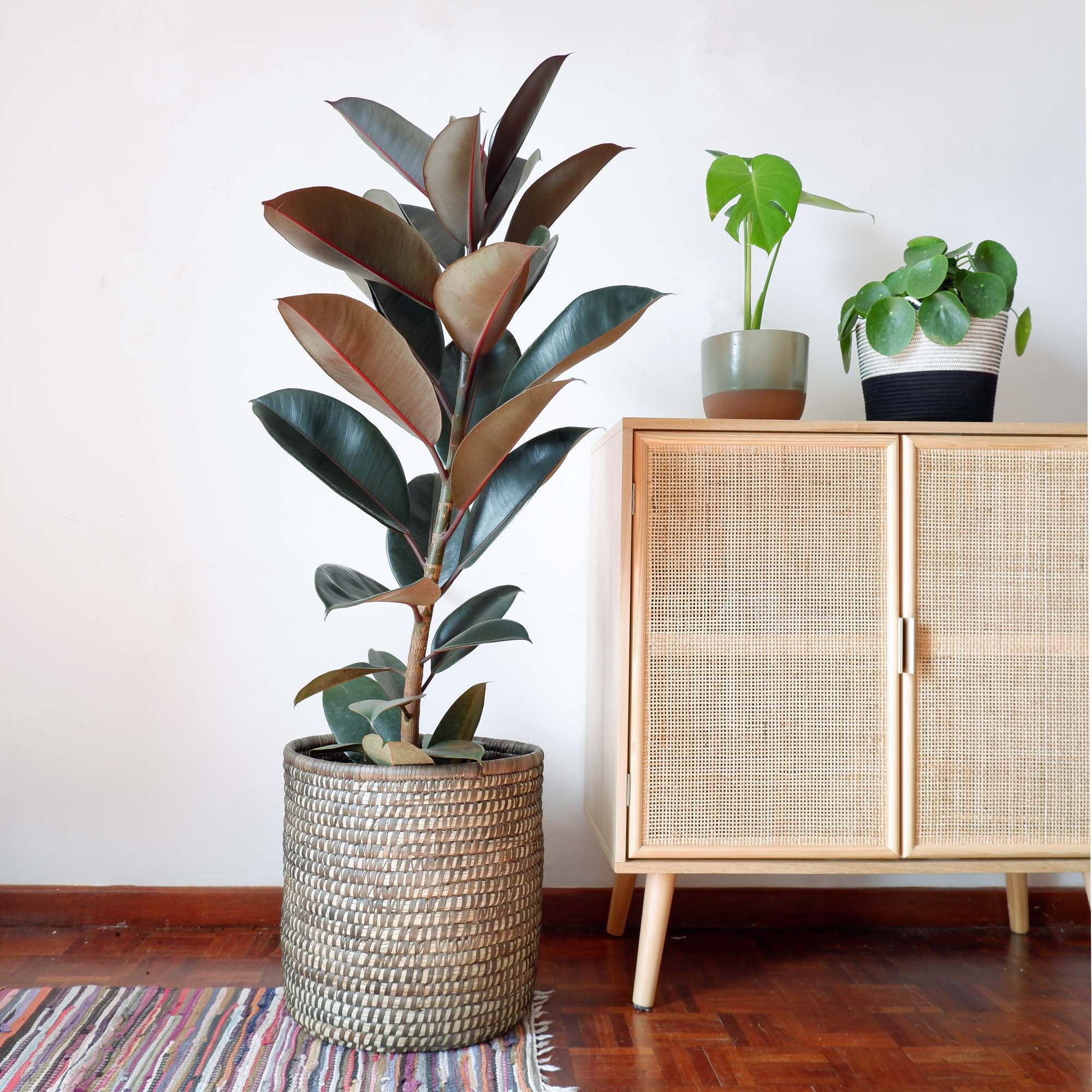 Rubber Tree - Abidjan - LARGE | Indoor Plant