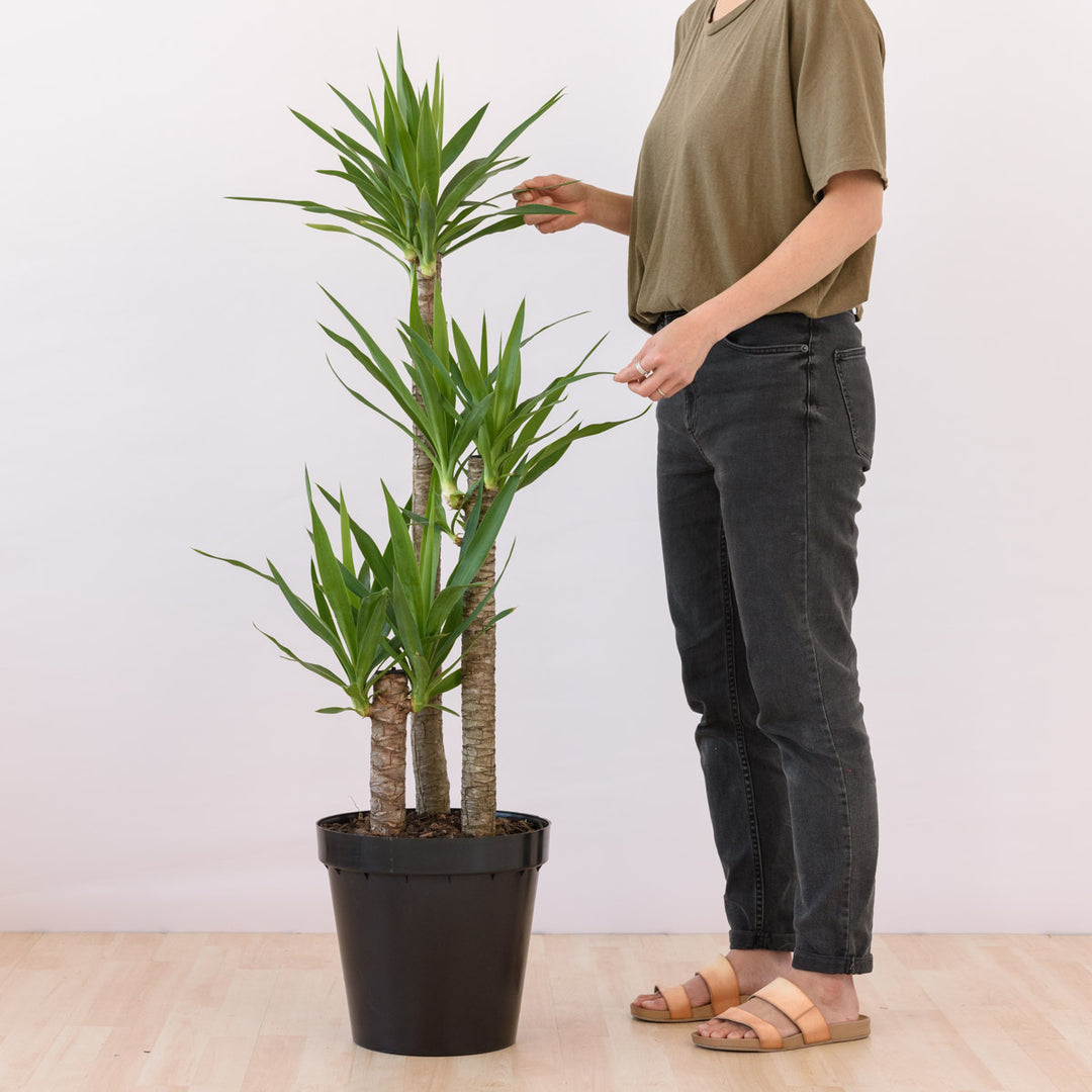 yucca plant for indoors Yucca - Multi Stem