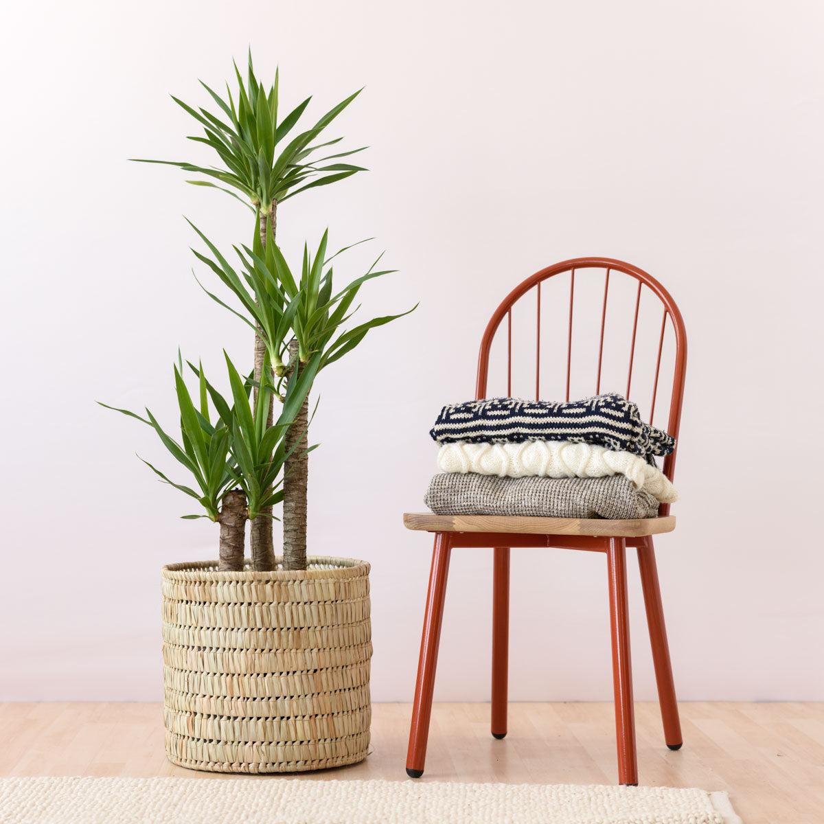 こたつ Yucca Yucca - Multi Stem | Indoor Plant