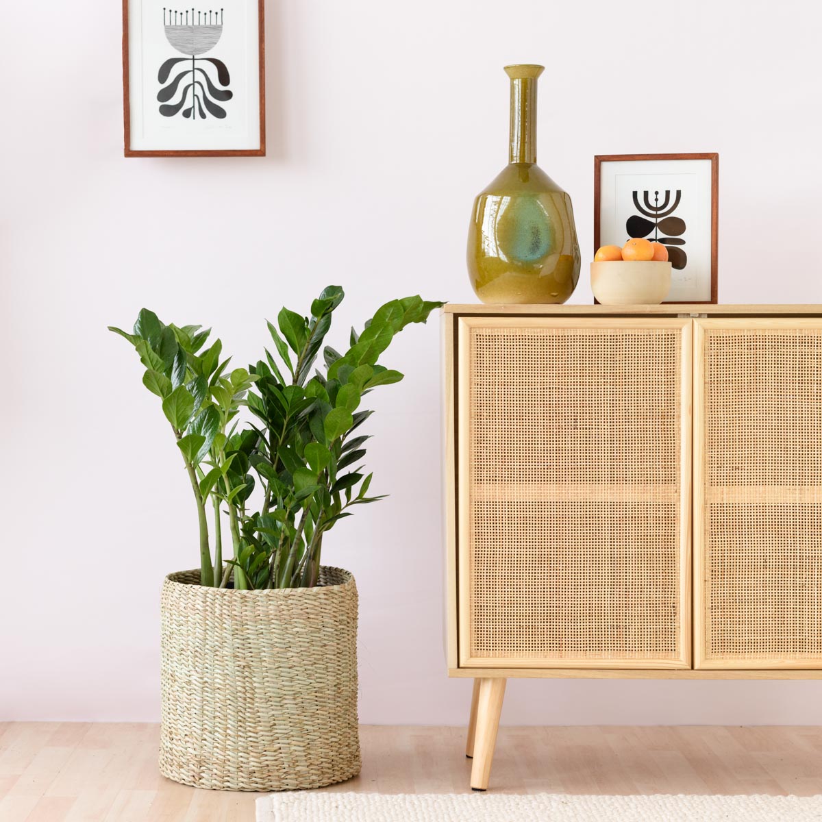 ZZ Plant - EXTRA LARGE | Indoor Plant