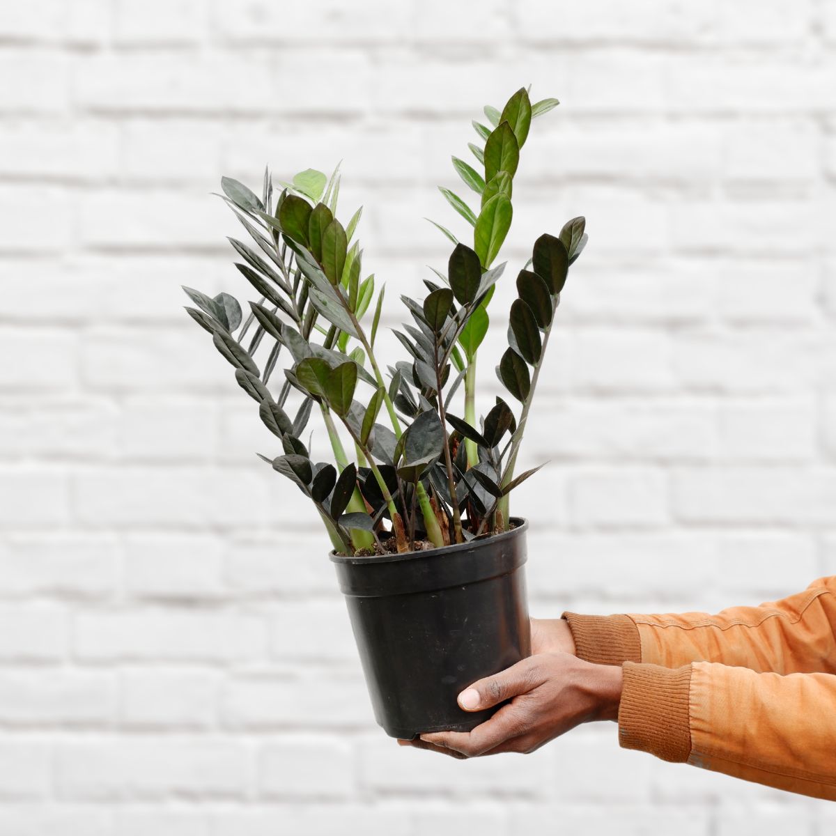 【id-plants】 ZZ Plant - Raven - LARGE | Indoor Plant