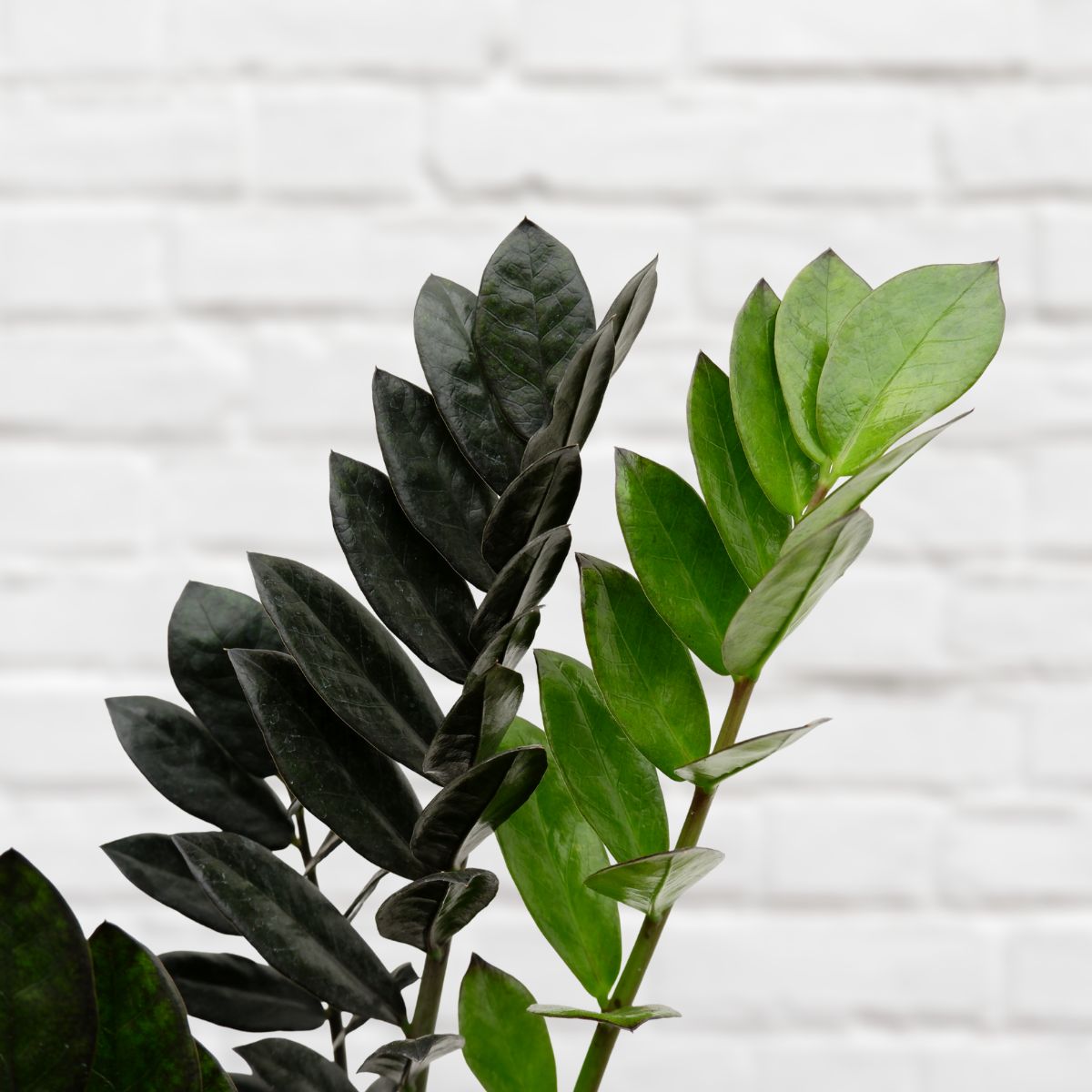 【id-plants】 ZZ Plant | Indoor Plant