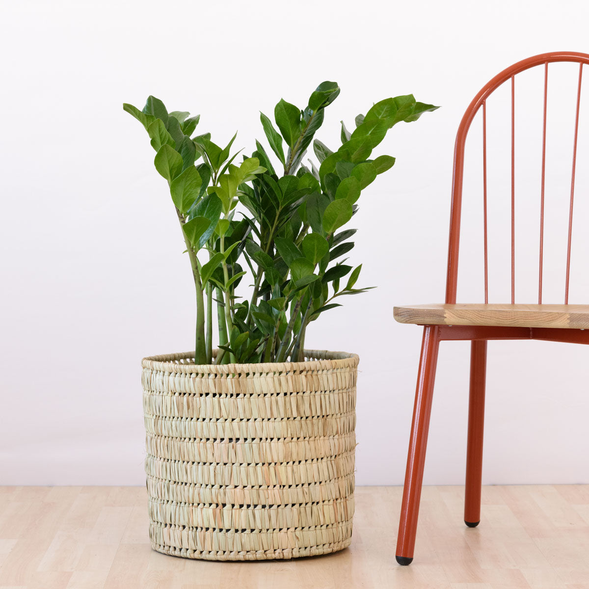zz plant in basket ZZ Plant - Extra Large