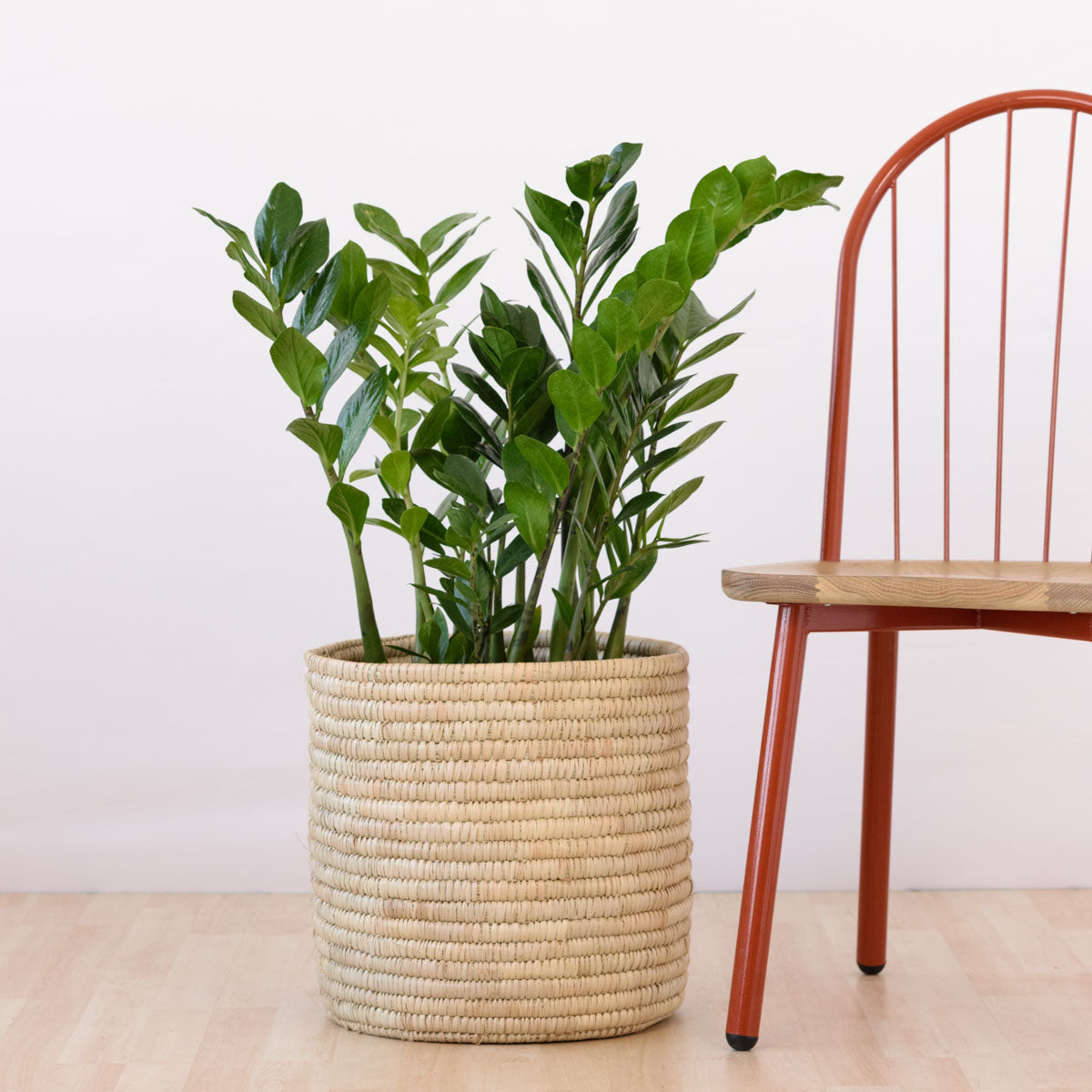 ZZ Plant - EXTRA LARGE | Indoor Plant