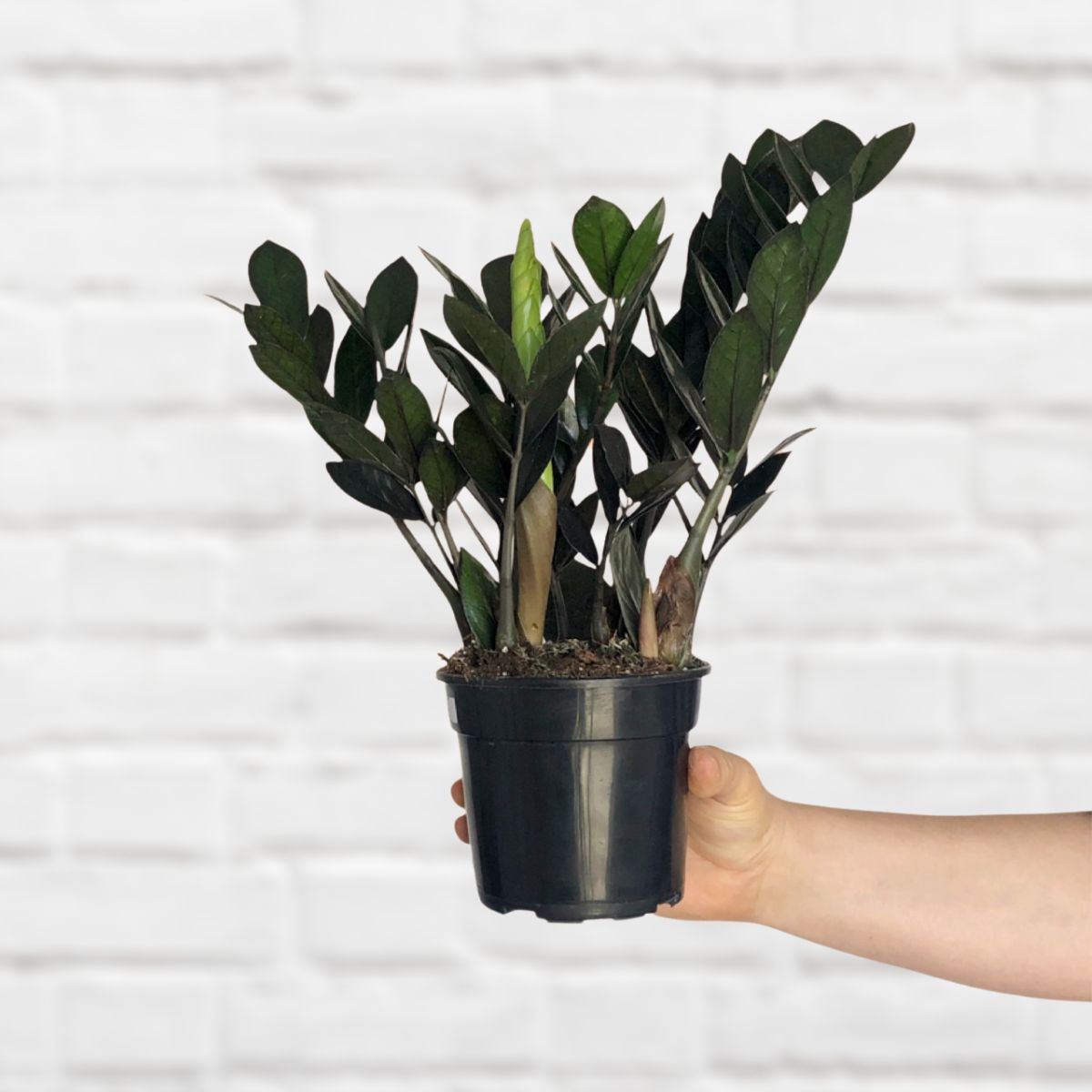 ZZ Plant - Raven | Indoor Plant