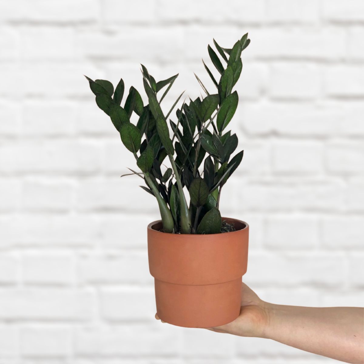 ZZ Plant - Raven | Indoor Plant