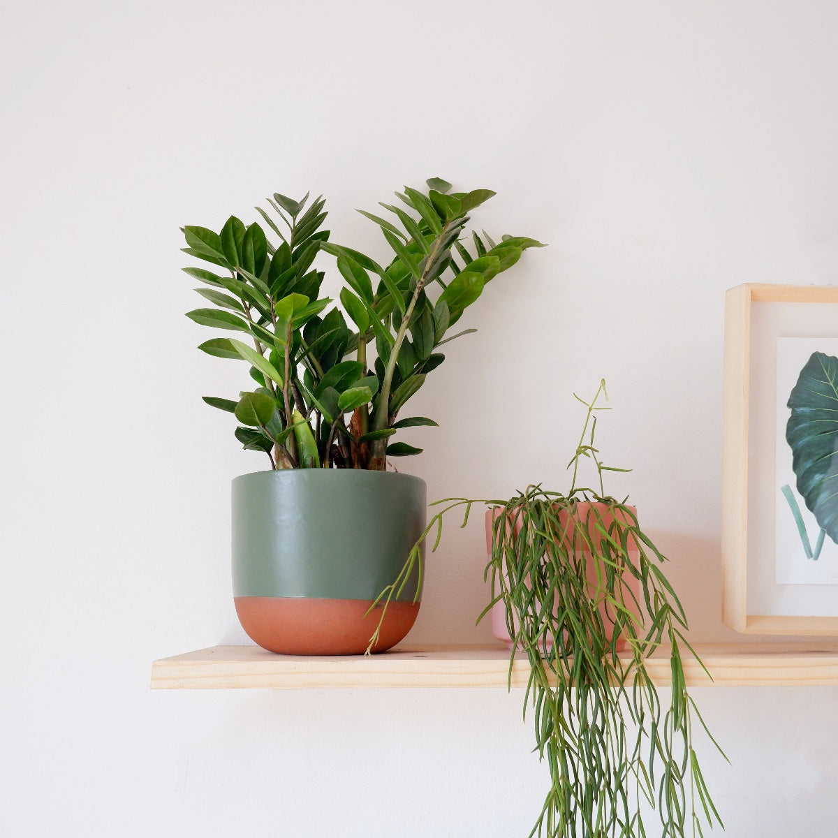 【id-plants】 ZZ Plant | Indoor Plant