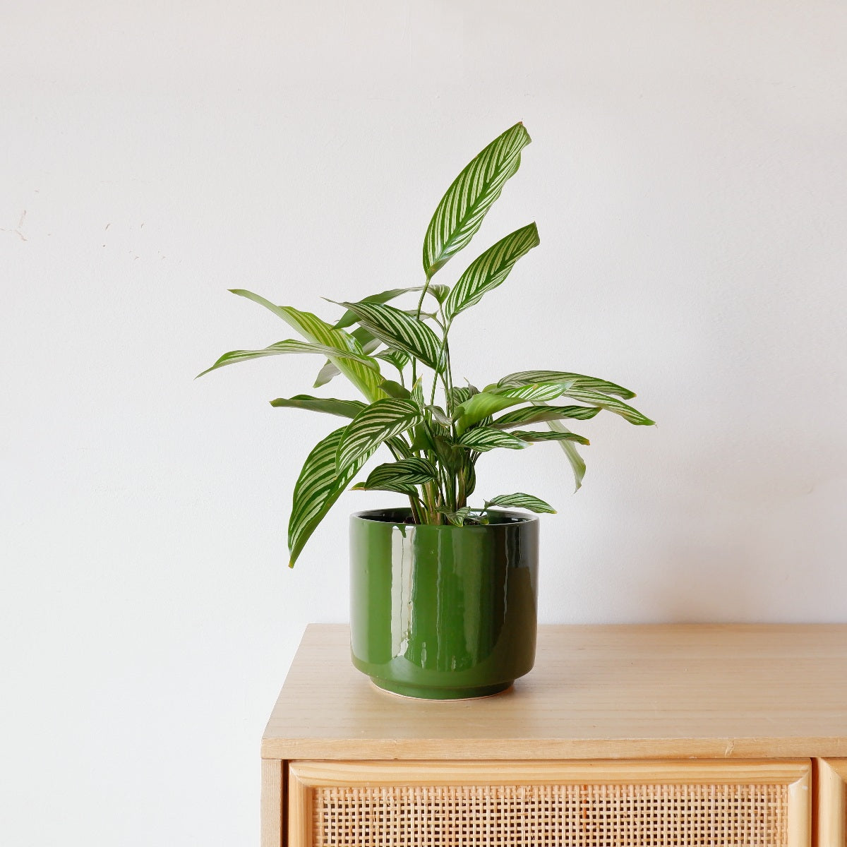 Calathea Zebra - Delight in this Plant World Wonder! – Plantify - Urban ...