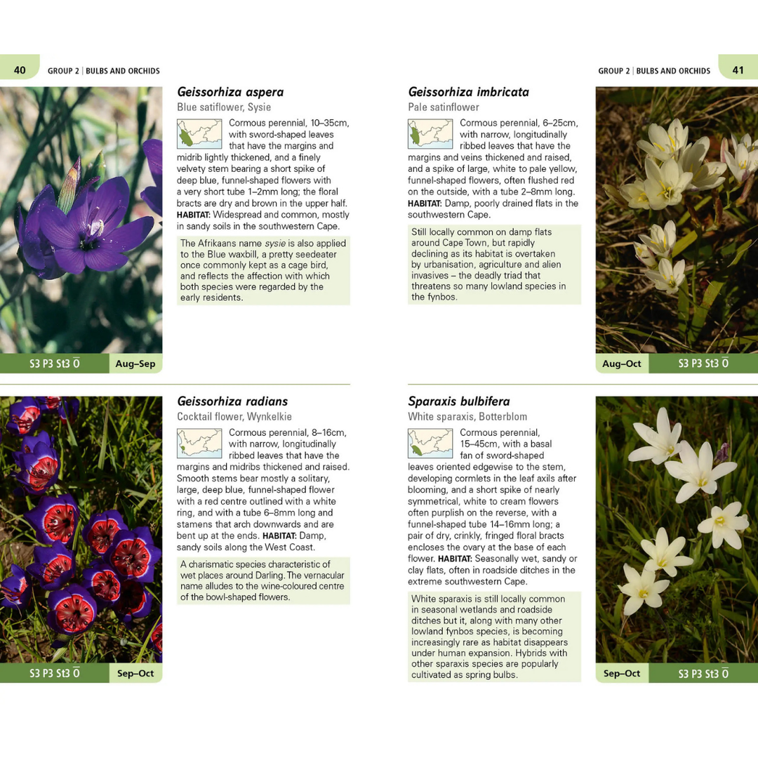 Floral identification guide with images and descriptions of indigenous Cape peninsula flowers