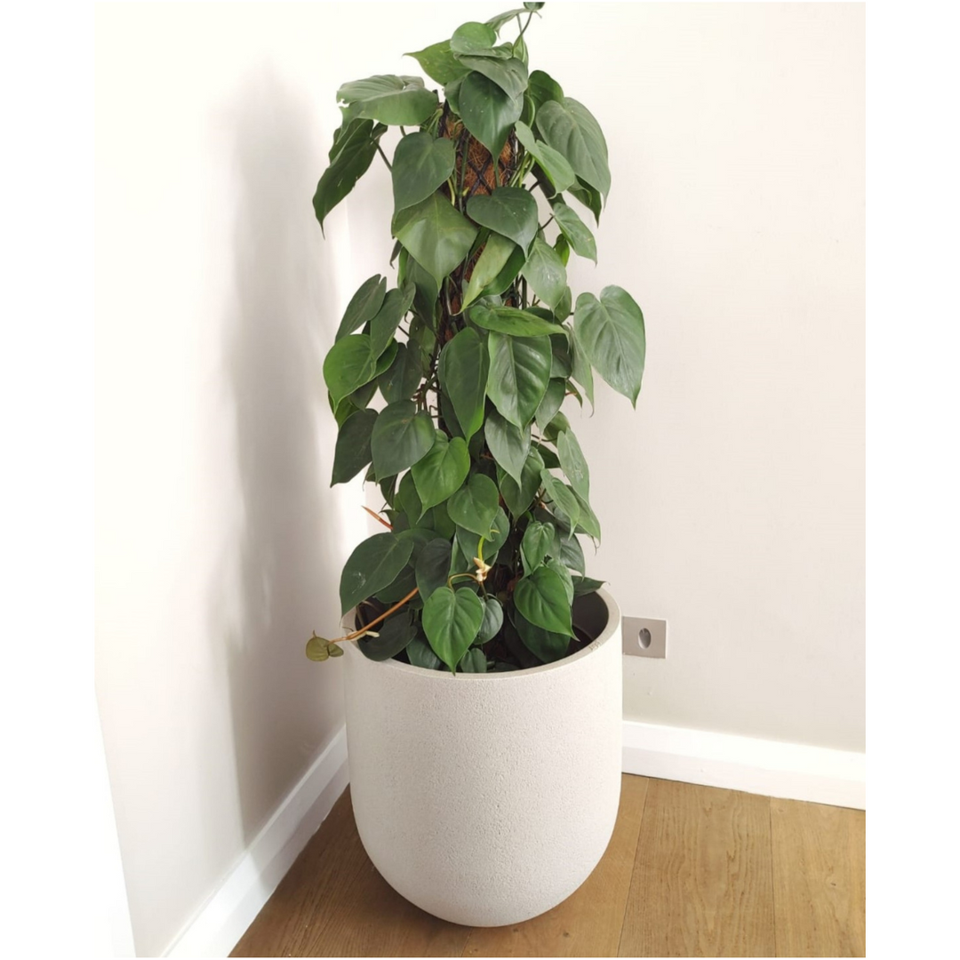 Potted plant in a white pot on a wooden floor with a white wall background