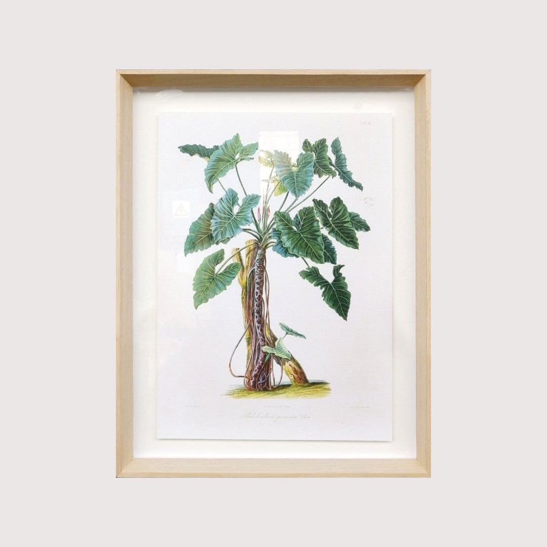 Framed Print - Philodendron Specimen Plant - Shop Online!