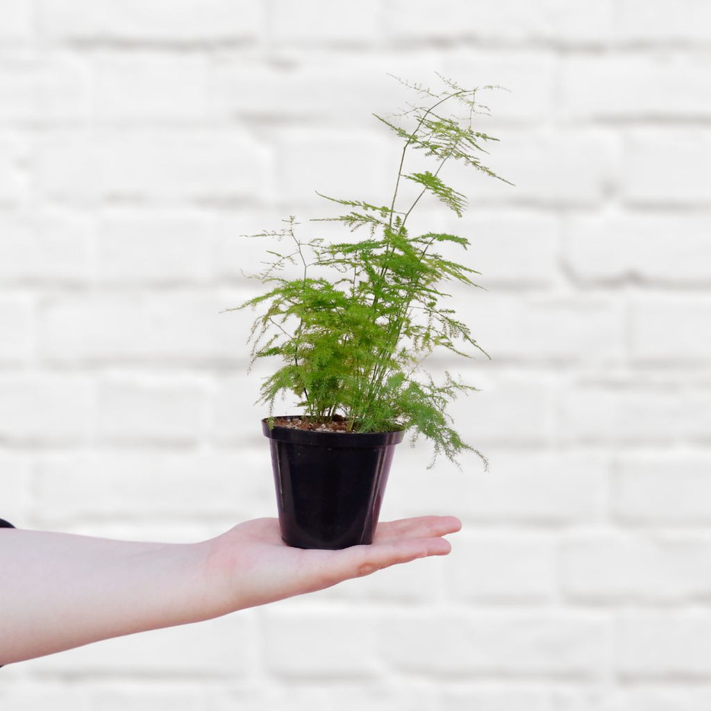 lace fern indoor plant Lace Fern - Mini
