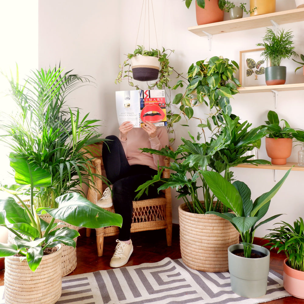 Best low-light indoor plants