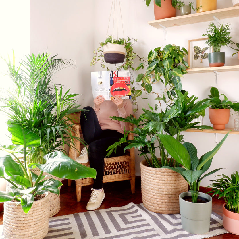 Pots and Baskets - Style your Houseplants Beautifully! – Plantify ...