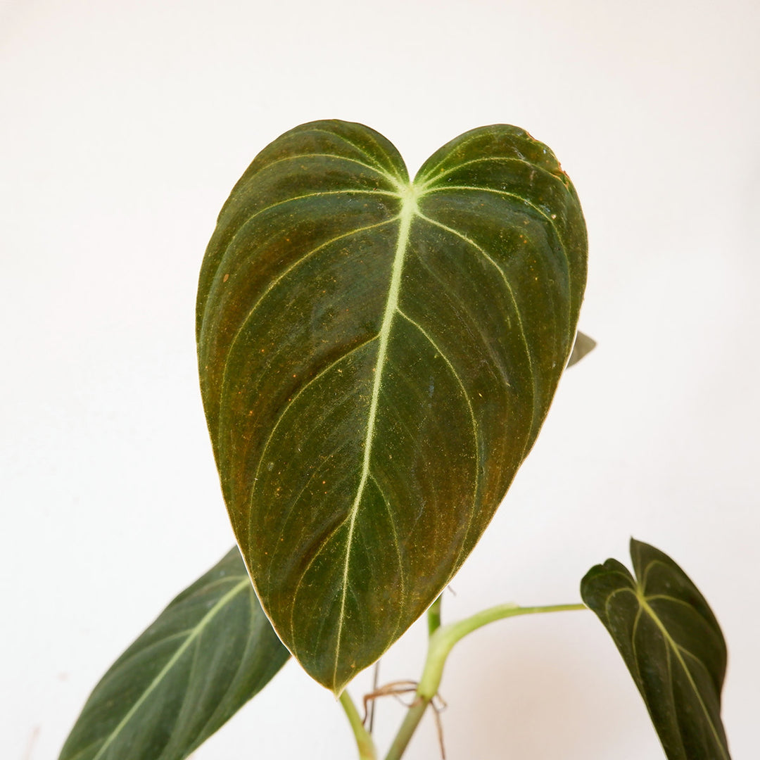 african philodendron Philodendron Melanochrysum