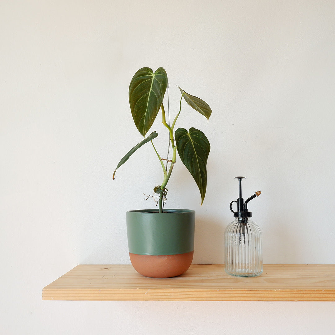 philodendron pink melanochrysum narrow plant Philodendron Melanochrysum