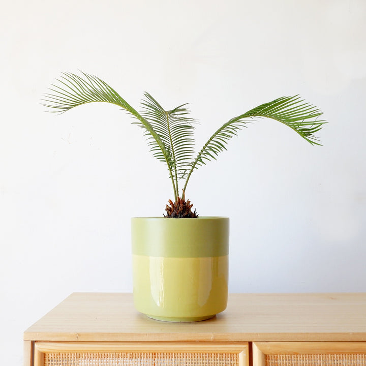 Sago Palm - Shop Online!