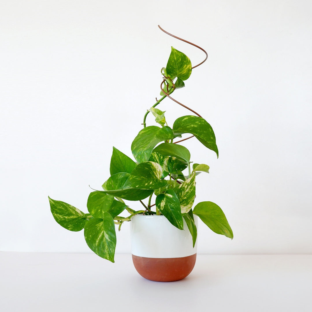 indoor spiral plant Plant Support - Spiral