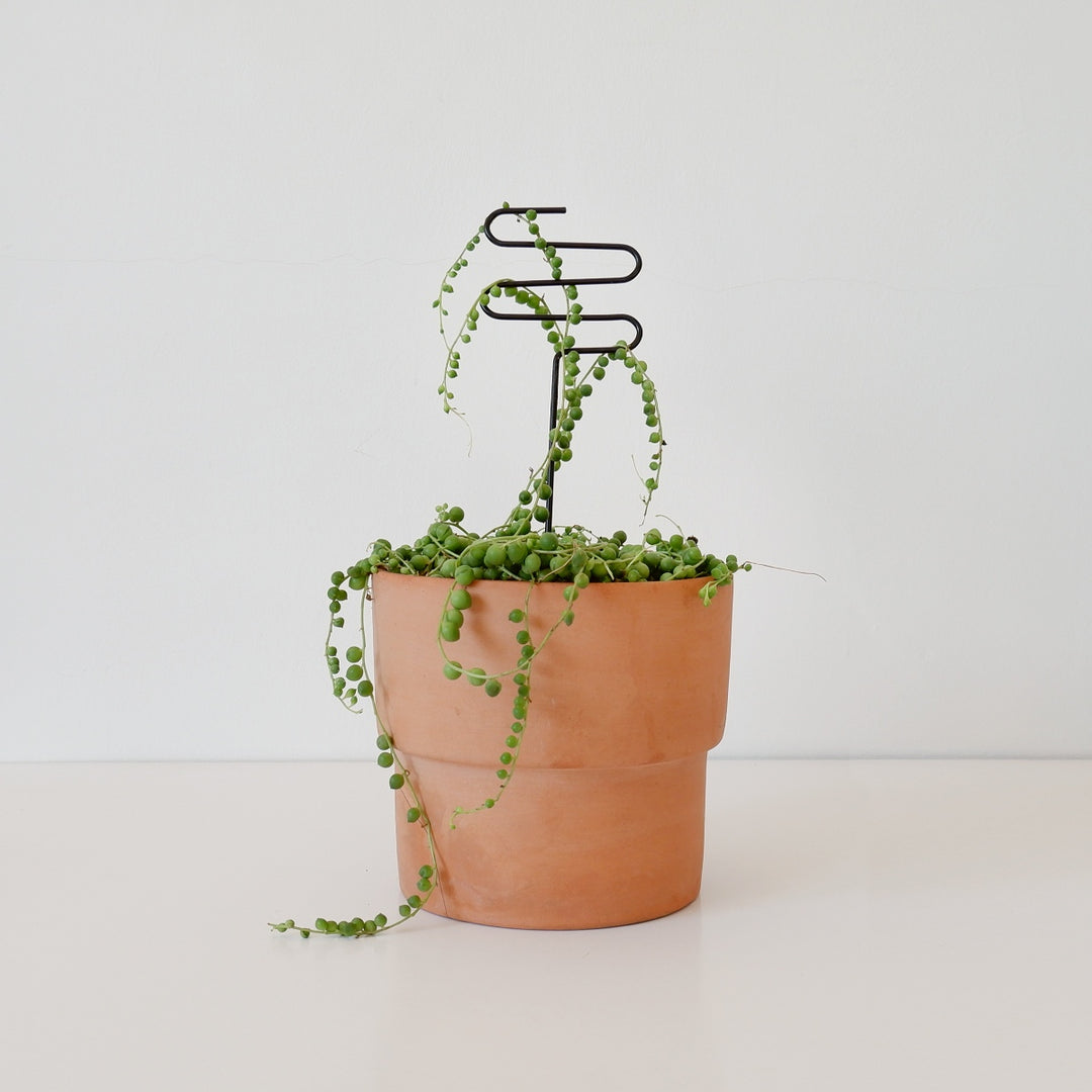 Plant Support - Squiggle