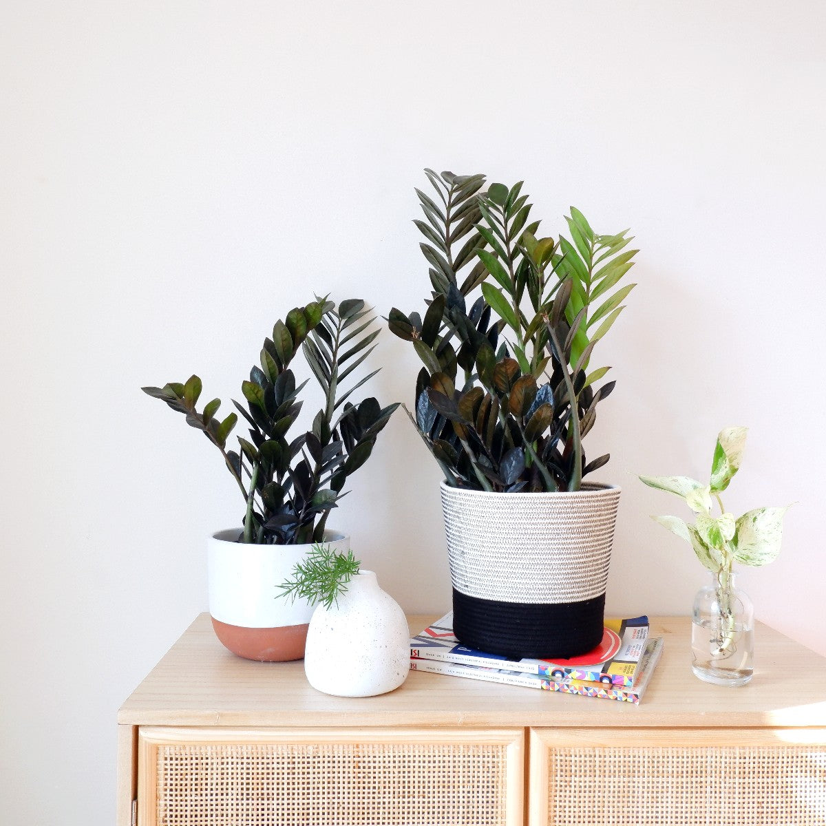 ZZ Plant - Raven - LARGE | Indoor Plant