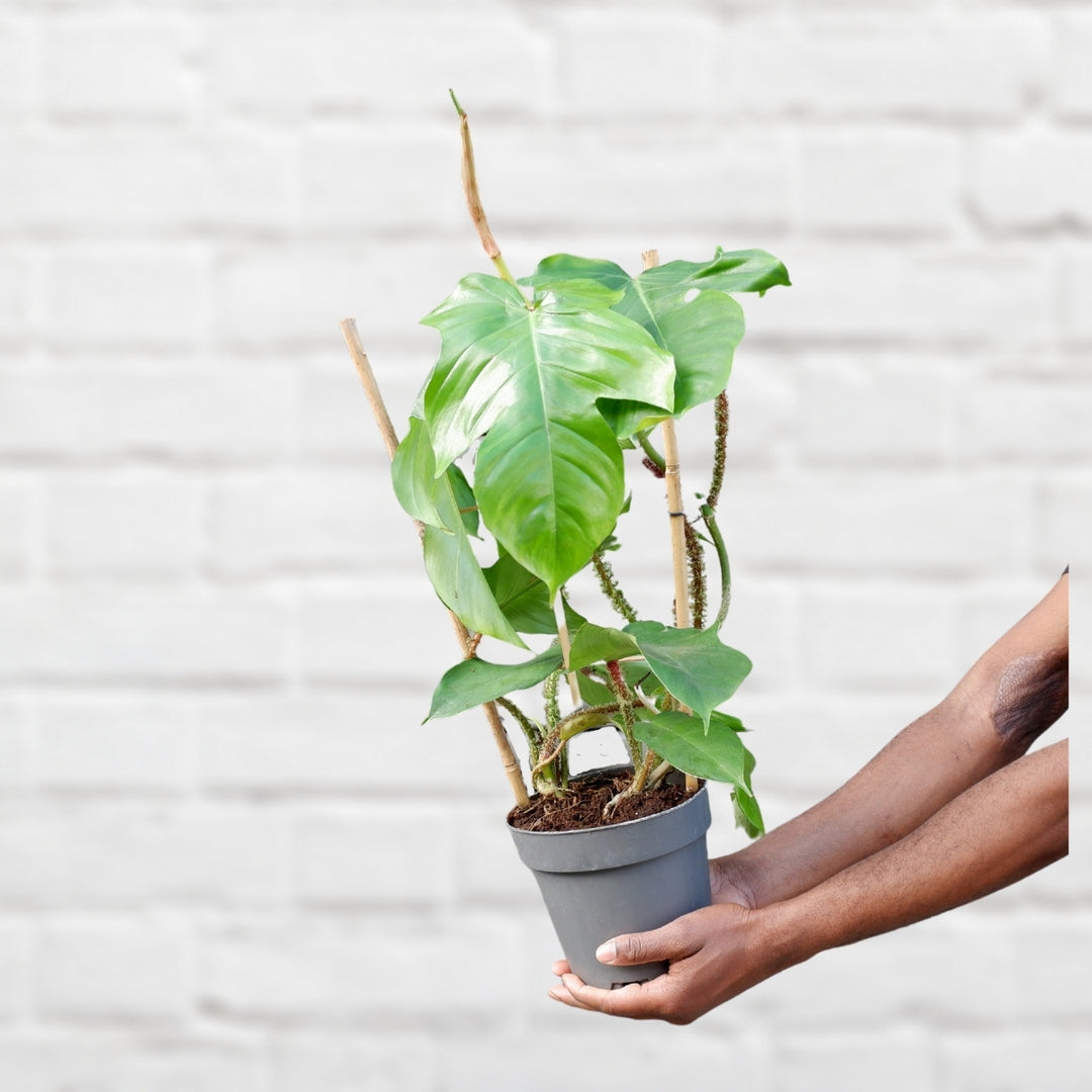 red bristle philodendron Philodendron - Red Bristle