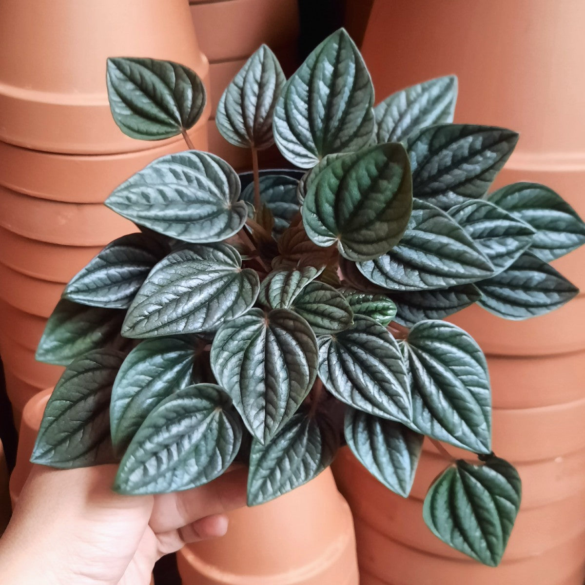 Emerald Ripple Peperomia | Indoor Plant