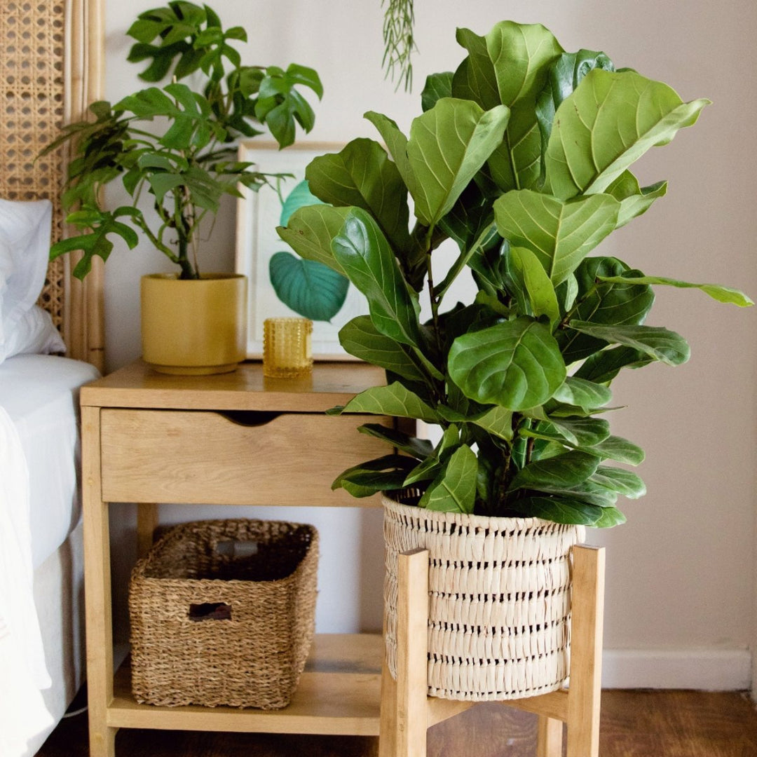 Fiddle Leaf Fig - LARGE - Shop Online!