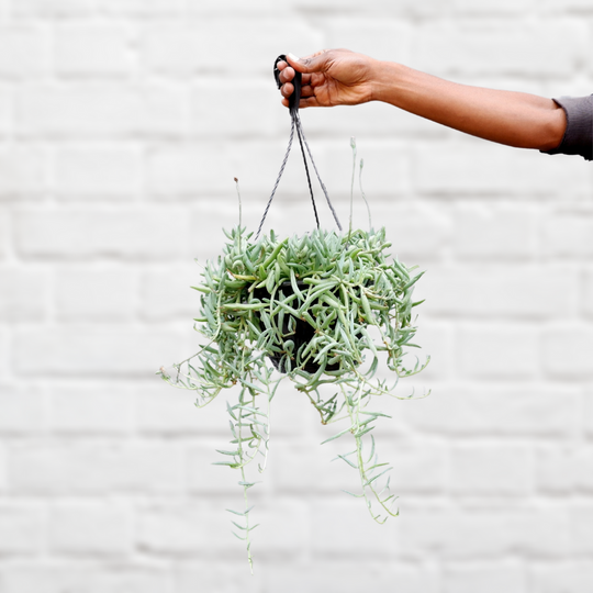 String of Fishhooks Plantify Urban Plantery