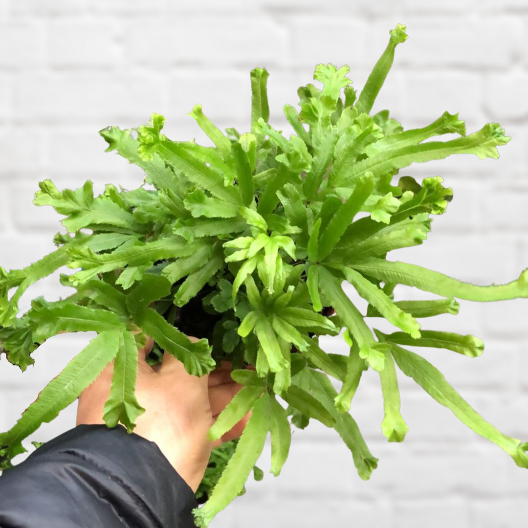 Birds Foot Fern - Shop Online!